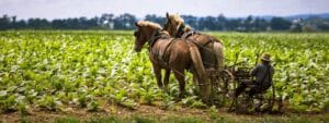 Better Than Happy Jody Moore | What I Learned from the Amish