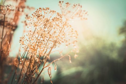 Close-up of dried wildflowers with delicate stems and seeds, backlit by soft sunlight, set against a blurred green and blue background.