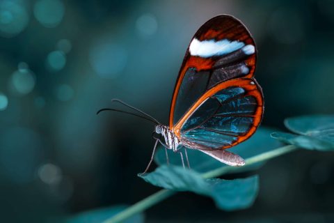 A glasswing butterfly with transparent wings and orange edges rests on a green leaf against a blurred teal background.