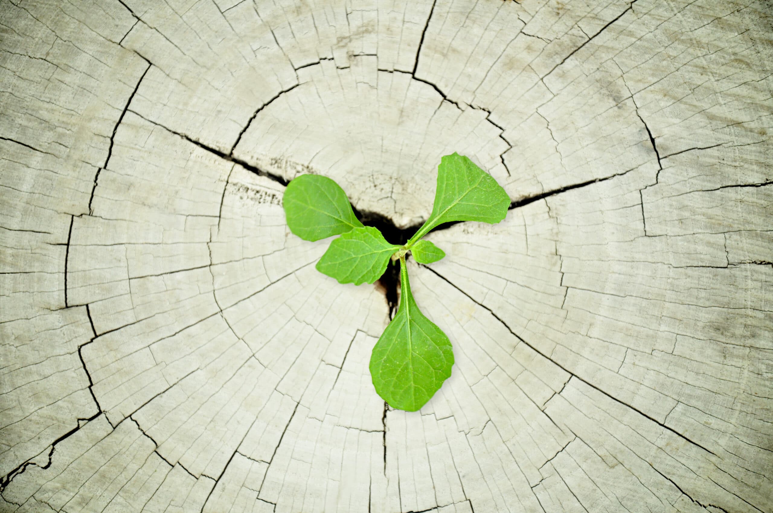 A small green plant sprouting from a crack in the center of a weathered tree stump.