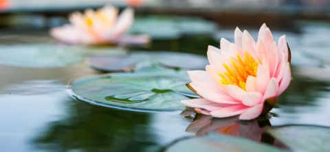 A pink water lily with yellow stamens floats on calm water beside green lily pads, with another flower blurred in the background.
