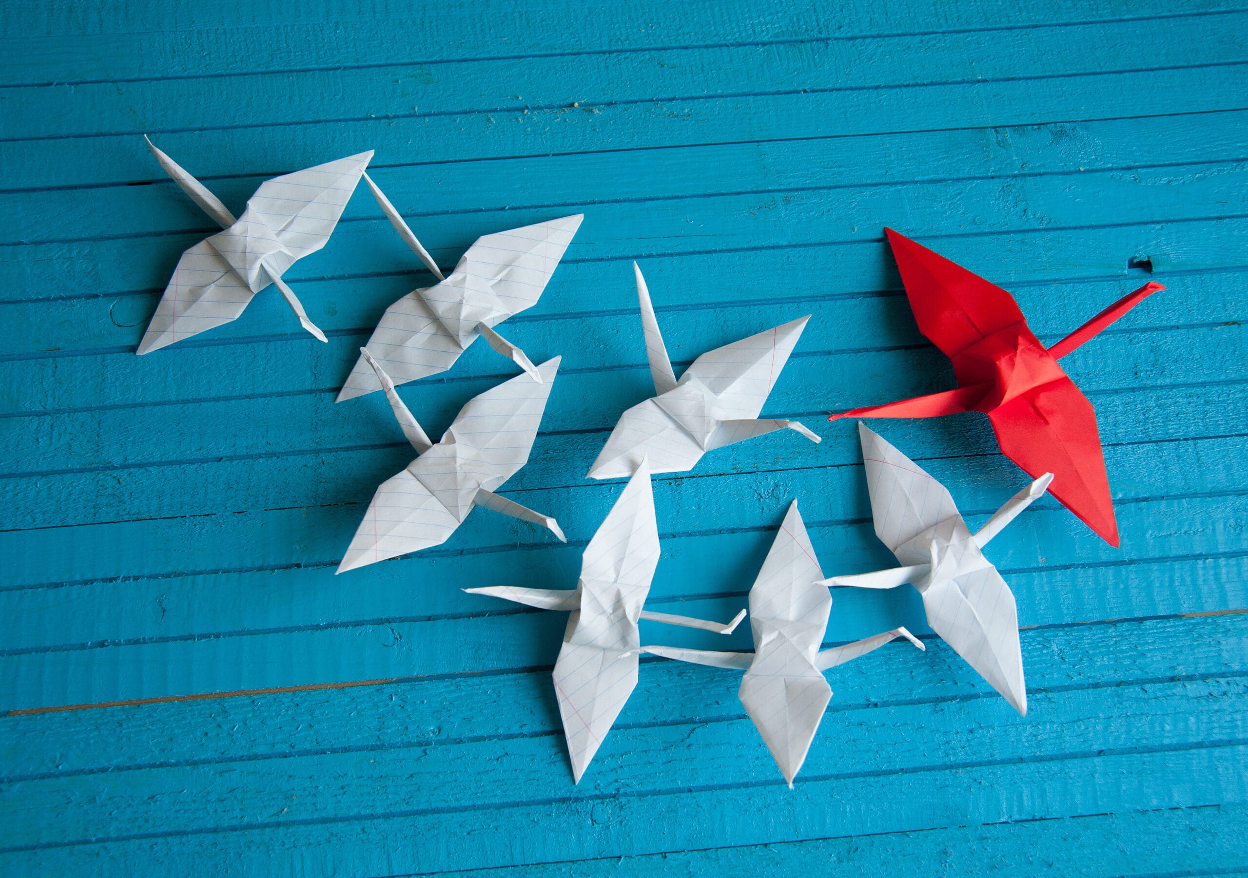 Several white origami cranes and one red origami crane are arranged on a blue wooden surface.