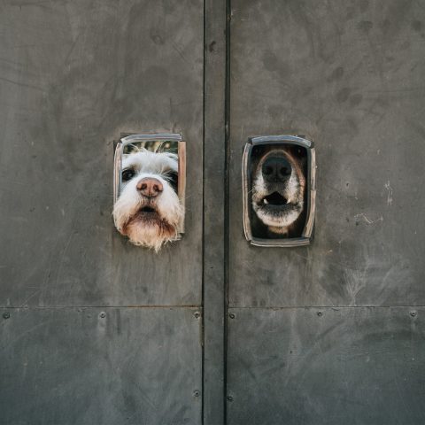 Two dogs peering through separate small rectangular openings in a large grey metal door, each with their snouts sticking out as if trying to get unstuck from their confined spots.