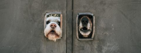 Two dogs peek their heads through small square openings in a gray metal door, trying to get unstuck as they look outward.