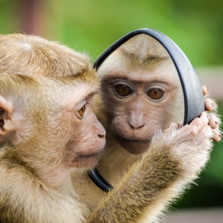 A monkey holds a mirror and looks at its own reflection, with a green blurred background behind it.