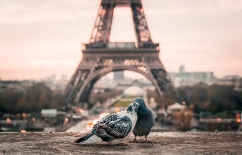 Two pigeons stand close together in the foreground with the Eiffel Tower blurred in the background at sunset.