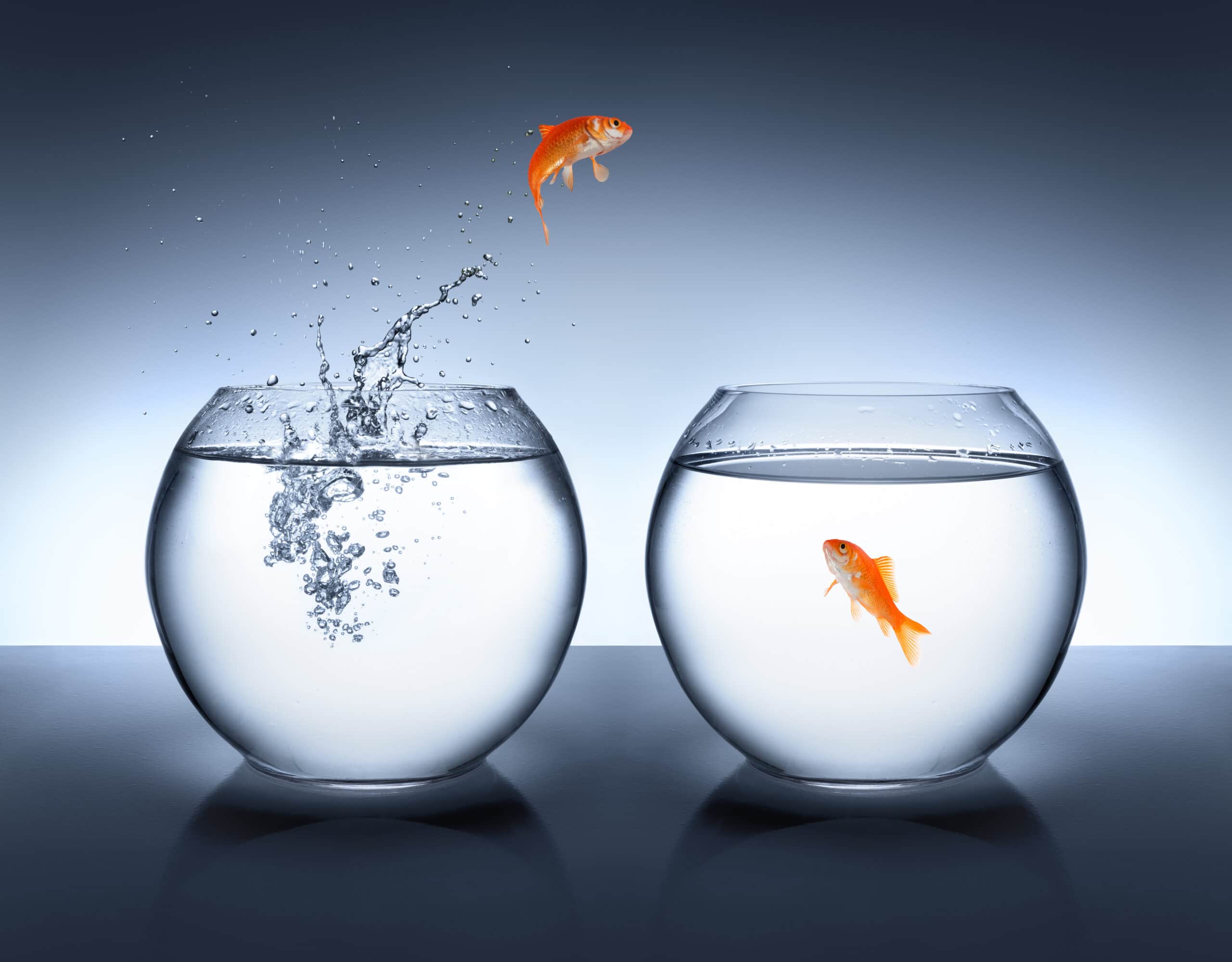 A goldfish jumps from one fishbowl to another, while another goldfish swims inside the second bowl.