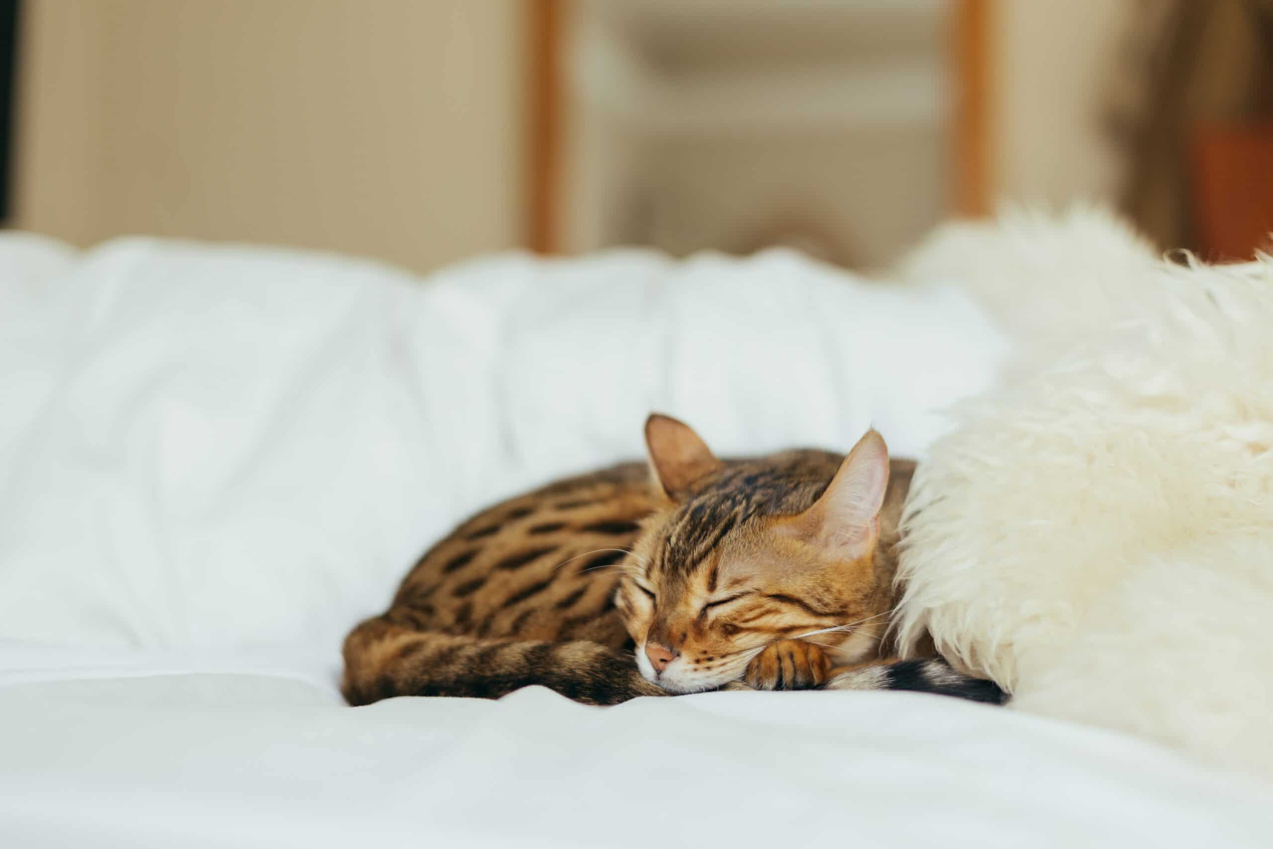 A brown spotted cat is sleeping on a white bed next to a fluffy pillow.